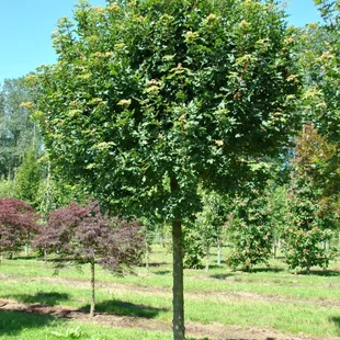 Javor poľný, výška 150/200 cm, v črepníku Acer campestre