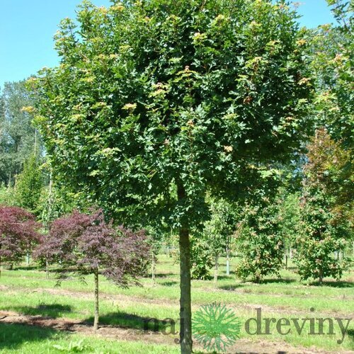 Javor poľný, výška 150/200 cm, v črepníku Acer campestre
