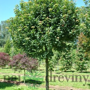 Javor poľný, výška 150/200 cm, v črepníku Acer campestre