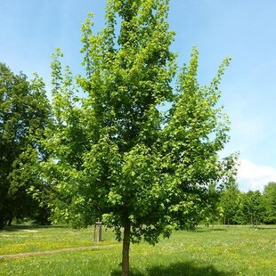 Javor poľný, výška 90/120 cm, v črepníku Acer campestre