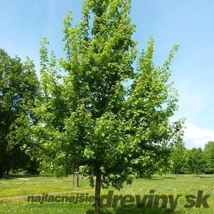 Javor poľný, výška 90/120 cm, v črepníku Acer campestre