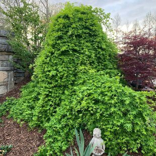 Javor Ruysen, na kmienku 70/80 cm, v črepníku Acer Ruysen