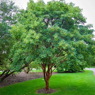 Javor šedý 70/80 cm, v črepníku Acer Griseum