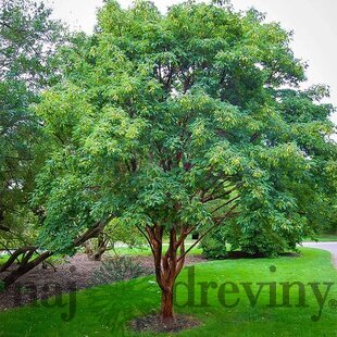 Javor šedý 70/80 cm, v črepníku Acer Griseum