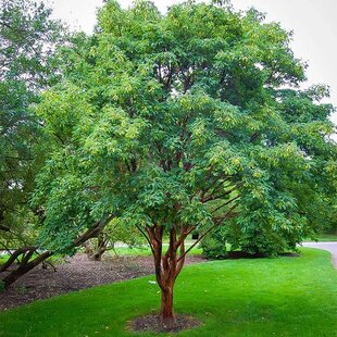 Javor šedý 70/80 cm, v črepníku Acer Griseum