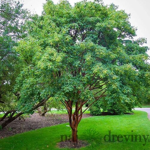 Javor šedý 70/80 cm, v črepníku Acer Griseum