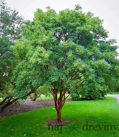 Javor šedý 70/80 cm, v črepníku Acer Griseum