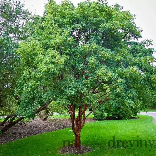 Javor šedý 70/80 cm, v črepníku Acer Griseum