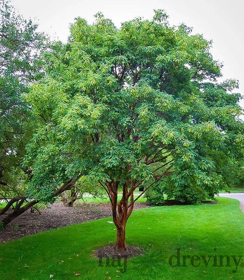 Javor šedý 70/80 cm, v črepníku Acer Griseum