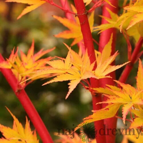 Javor shirasawansky Jordan, na kmienku 80/100 cm, celková výška 110/130 cm, v črepníku Acer palmatum Sangokaku