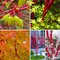 Javor shirasawansky Jordan, na kmienku 80/100 cm, celková výška 110/130 cm, v črepníku Acer palmatum Sangokaku