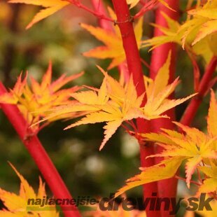 Javor shirasawansky Jordan, na kmienku 80/100 cm, celková výška 110/130 cm, v črepníku Acer palmatum Sangokaku