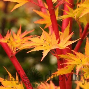 Javor shirasawansky Jordan, na kmienku 80/100 cm, celková výška 110/130 cm, v črepníku Acer palmatum Sangokaku