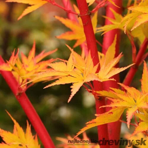Javor shirasawansky Jordan, na kmienku 80/100 cm, celková výška 110/130 cm, v črepníku Acer palmatum Sangokaku