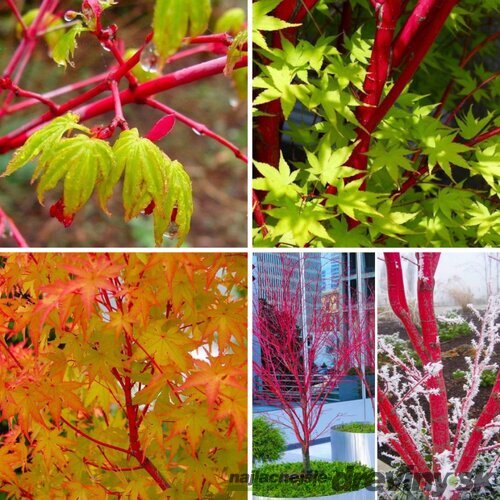 Javor shirasawansky Jordan, na kmienku 80/100 cm, celková výška 110/130 cm, v črepníku Acer palmatum Sangokaku