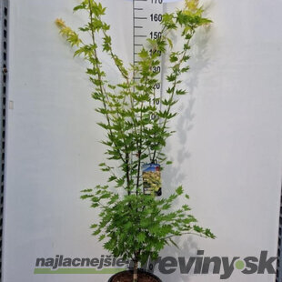 Javor shirasawanum Jordan, výška 120/140 cm, v črepníku 10l Acer shirasawanum Jordan