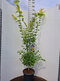 Javor shirasawanum Jordan, výška 120/140 cm, v črepníku 10l Acer shirasawanum Jordan