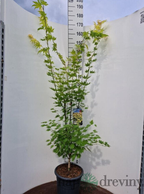 Javor shirasawanum Jordan, výška 120/140 cm, v črepníku 10l Acer shirasawanum Jordan