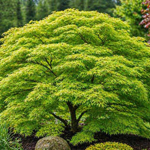 Javor Shirasawanum, výška 80/100 cm, v črepníku Acer SHIRASAWANUM