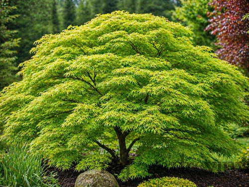 Javor Shirasawanum, výška 80/100 cm, v črepníku Acer SHIRASAWANUM