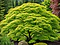 Javor Shirasawanum, výška 80/100 cm, v črepníku Acer SHIRASAWANUM