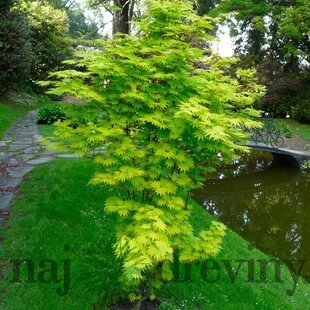 Javor Shirasawanum, výška 80/100 cm, v črepníku Acer SHIRASAWANUM