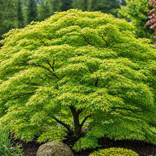 Javor Shirasawanum, výška 80/100 cm, v črepníku Acer SHIRASAWANUM