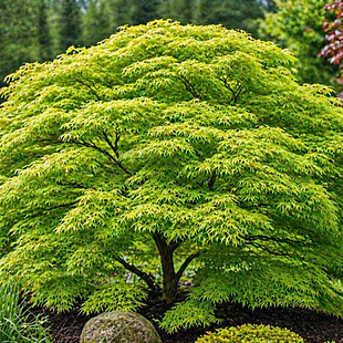 Javor Shirasawanum, výška 80/100 cm, v črepníku Acer SHIRASAWANUM