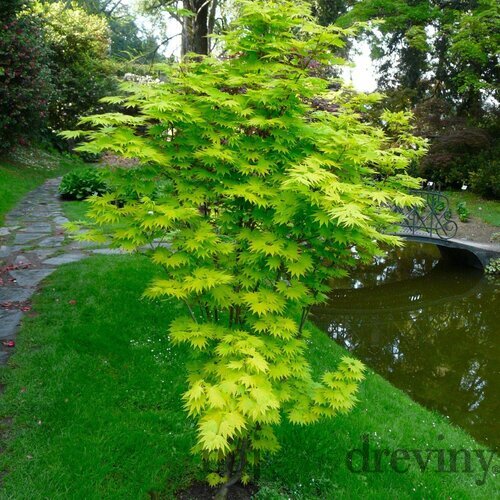 Javor Shirasawanum, výška 80/100 cm, v črepníku Acer SHIRASAWANUM
