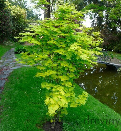 Javor Shirasawanum, výška 80/100 cm, v črepníku Acer SHIRASAWANUM