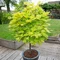 Javor shirawananský ´Jordan´, výška 150/+ cm, v črepníku 12l Acer shirasawanum ´Jordan´