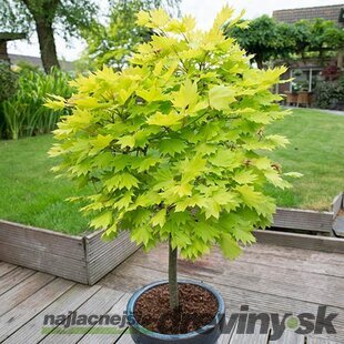 Javor shirawananský ´Jordan´, výška 150/+ cm, v črepníku 12l Acer shirasawanum ´Jordan´
