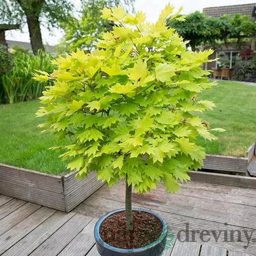 Javor shirawananský ´Jordan´, výška 150/+ cm, v črepníku 12l Acer shirasawanum ´Jordan´