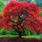 Javor tatársky ginnala 80/120 cm v črepníku Acer tataricum subsp.ginnala