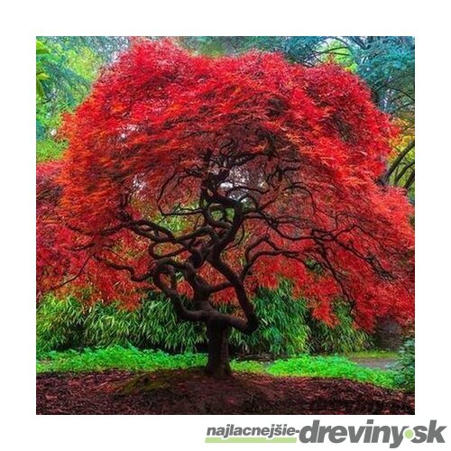 Javor tatársky ginnala 80/120 cm v črepníku Acer tataricum subsp.ginnala