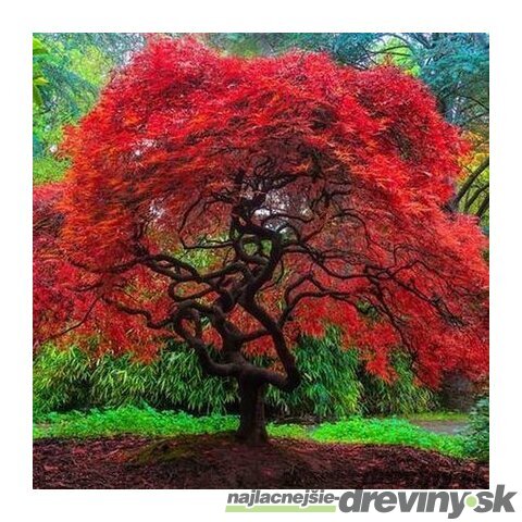 Javor tatársky ginnala 80/120 cm v črepníku Acer tataricum subsp.ginnala