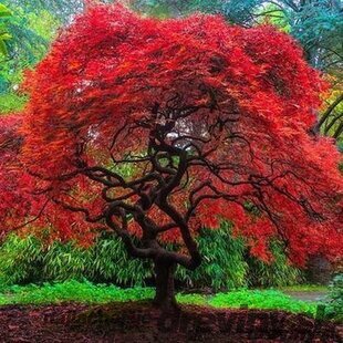 Javor tatársky ginnala 80/120 cm v črepníku Acer tataricum subsp.ginnala