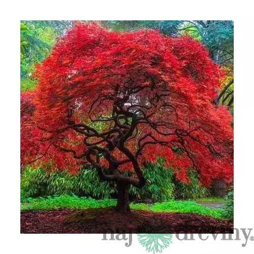 Javor tatársky ginnala 80/120 cm v črepníku Acer tataricum subsp.ginnala