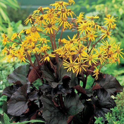 Jazyčník zubkatý Midnight Lady, výška 30/50cm, v črepníku Ligularia dentata Midnight Lady‘