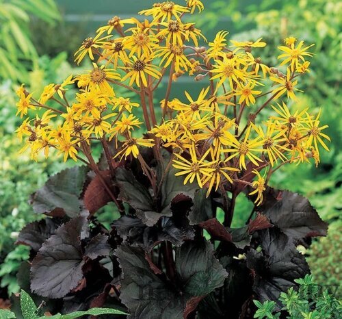 Jazyčník zubkatý Midnight Lady, výška 30/50cm, v črepníku Ligularia dentata Midnight Lady‘
