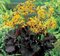 Jazyčník zubkatý Midnight Lady, výška 30/50cm, v črepníku Ligularia dentata Midnight Lady‘