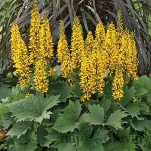 Jazyčník zubkatý The Rocket, výška 30/50cm, v črepníku Ligularia dentata The Rocket