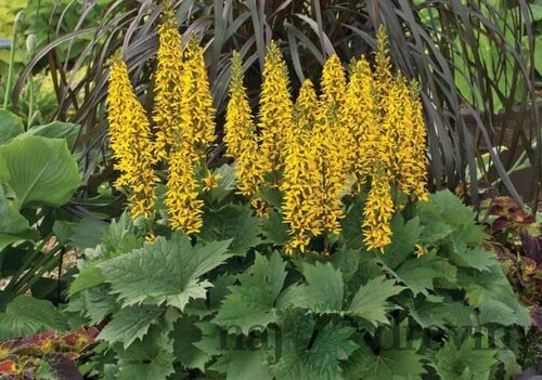 Jazyčník zubkatý The Rocket, výška 30/50cm, v črepníku Ligularia dentata The Rocket