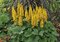 Jazyčník zubkatý The Rocket, výška 30/50cm, v črepníku Ligularia dentata The Rocket