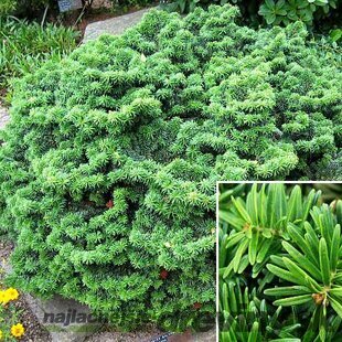 Jedľa balzamová Nana (trpaslík) 20/30 cm, v črepníku 3l  Abies balsamea Nana