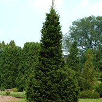 Jedľa biela ´PYRAMIDALIS´, výška 20/30 cm, v črepniku 2l Abies alba Pyramidalis