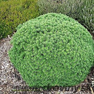 Jedľa kórejská Cis výška 20/40 cm, v črepníku 4l Abies koreana Cis