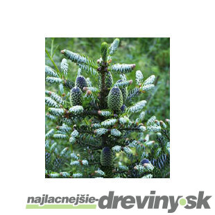 Jedľa kórejská Silberlocke (Jedľa kórejská Strieborná kučera), výška 40/60 cm, v črepníku 5l Abies koreana Silberlocke