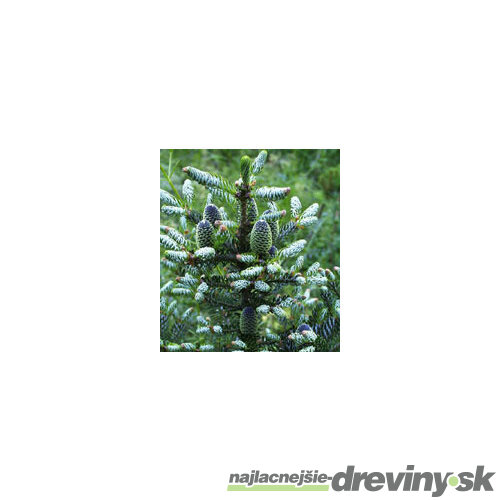 Jedľa kórejská Silberlocke (Jedľa kórejská Strieborná kučera), výška 40/60 cm, v črepníku 5l Abies koreana Silberlocke