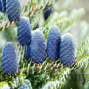 Jedľa kórejská Silberlocke, v črepníku 20/30 cm Abies koreana Silberlocke